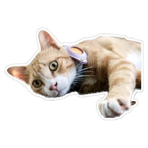 sgn_meow3 - Sticker 23