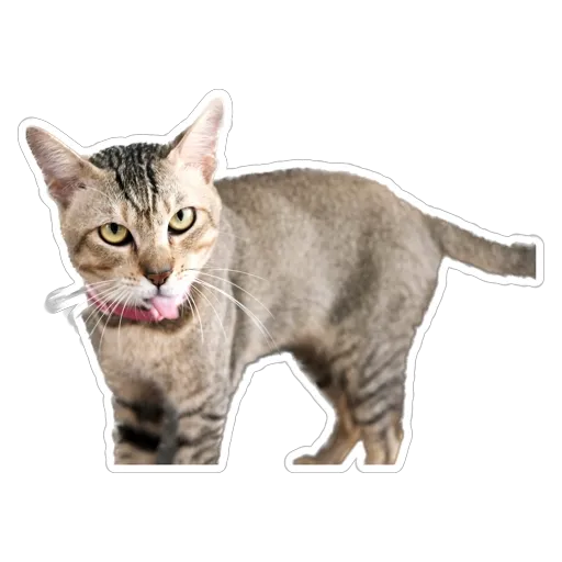 sgn_meow3 - Sticker 18