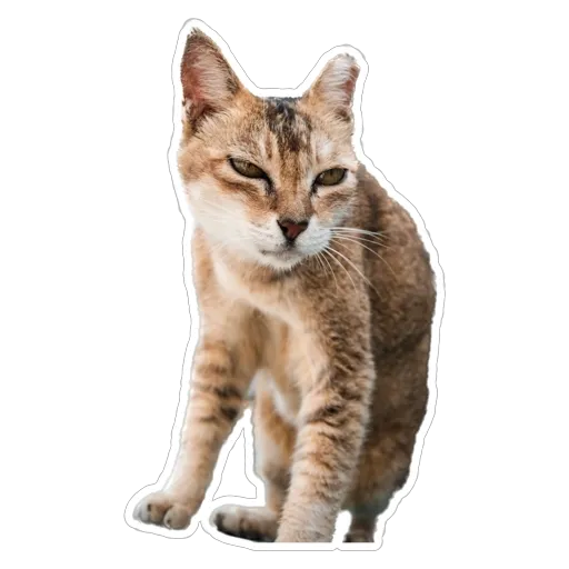 sgn_meow3 - Sticker 9