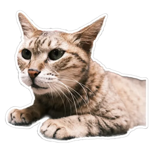sgn_meow3 - Sticker 22
