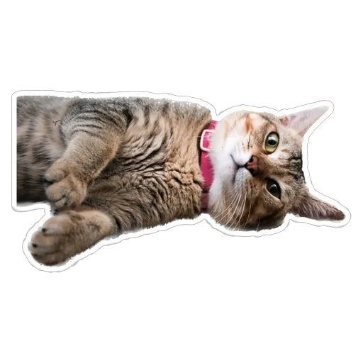sgn_meow3 - Sticker 30