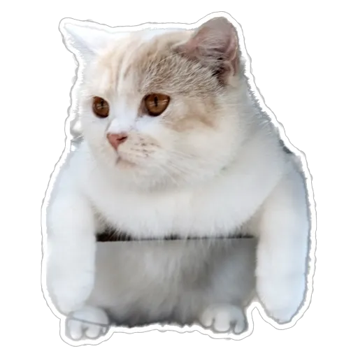 sgn_meow3 - Sticker 21