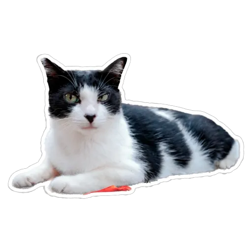 sgn_meow3 - Sticker 20