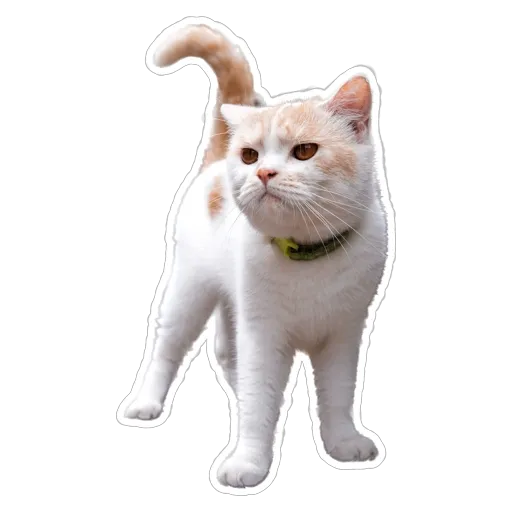 sgn_meow3 - Sticker 27