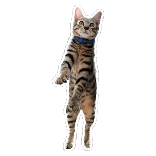 sgn_meow3 - Sticker 28