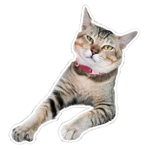 sgn_meow3 - Sticker 19