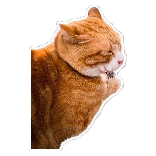 sgn_meow3 - Sticker 10