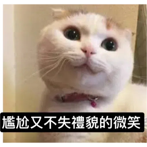 Cat - Sticker 23
