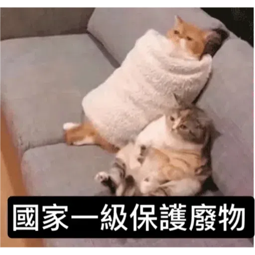 Cat - Sticker 25