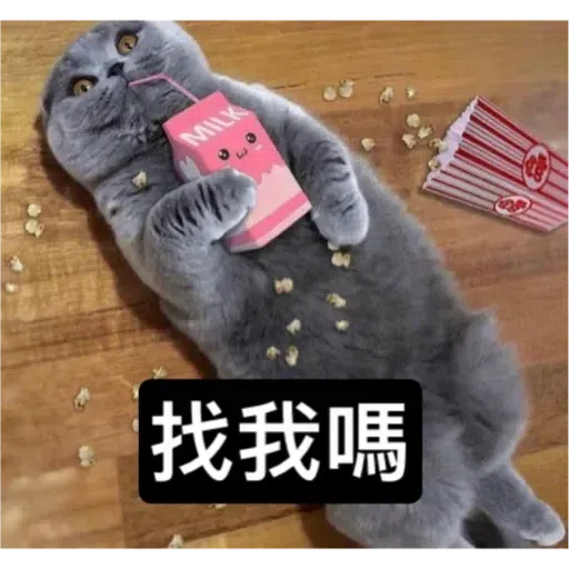 Cat - Sticker 26
