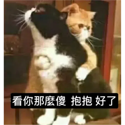 Cat - Sticker 20