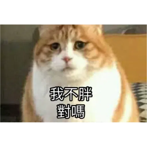 Cat - Sticker 18