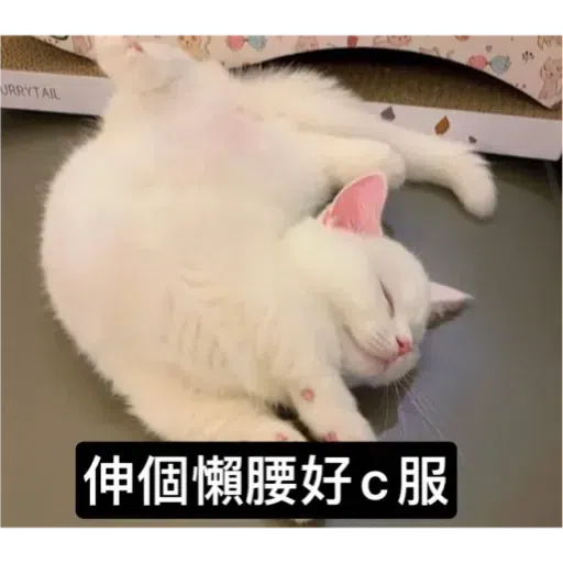 Cat - Sticker 11