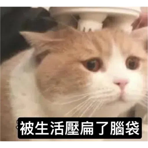 Cat - Sticker 10