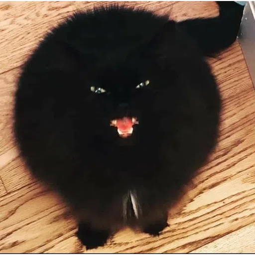 Cattos2 - Sticker 10