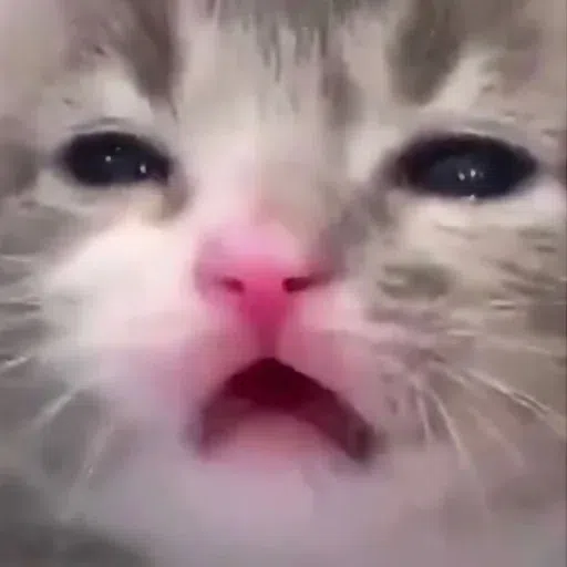 Memes - Sticker 23