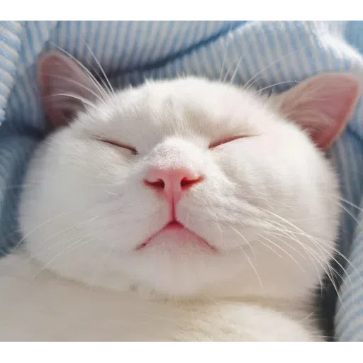 🐱 - Sticker 10