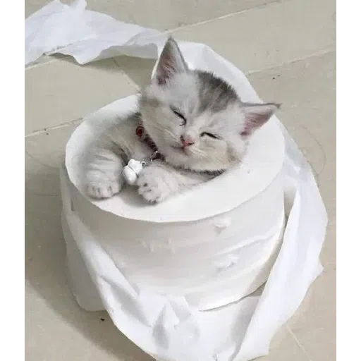🐱 - Sticker 11