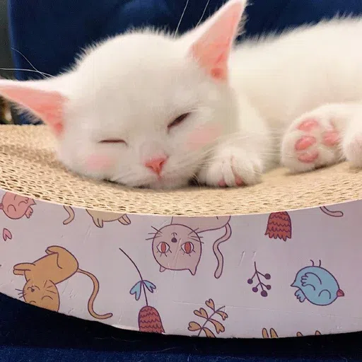 🐱 - Sticker 13