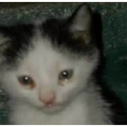 Cattos3 - Sticker 13