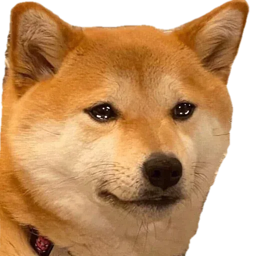 doge - Sticker 27