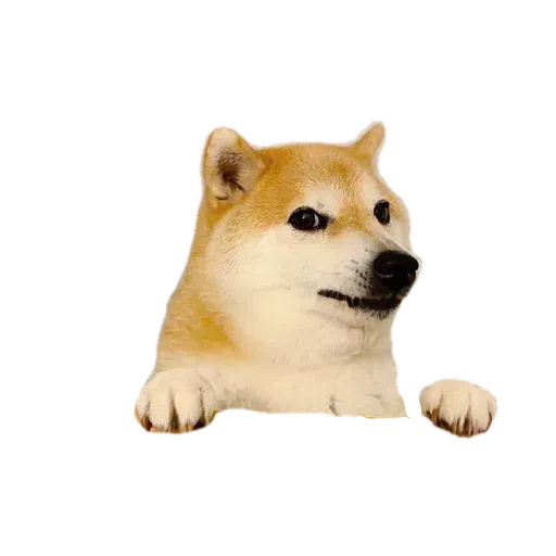 doge - Sticker 24