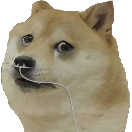 doge - Sticker 22