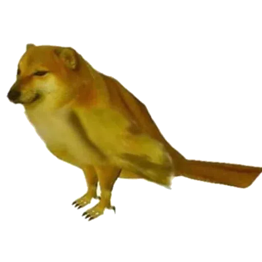 doge - Sticker 29
