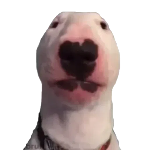 doge - Sticker 26