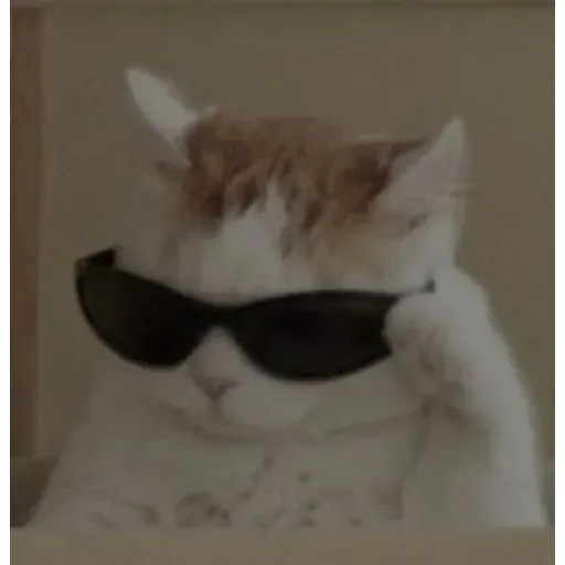 funne cat 2 - Sticker 13