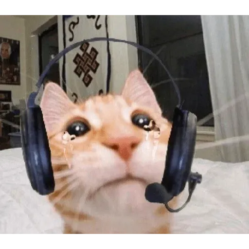 funne cat 2 - Sticker 30