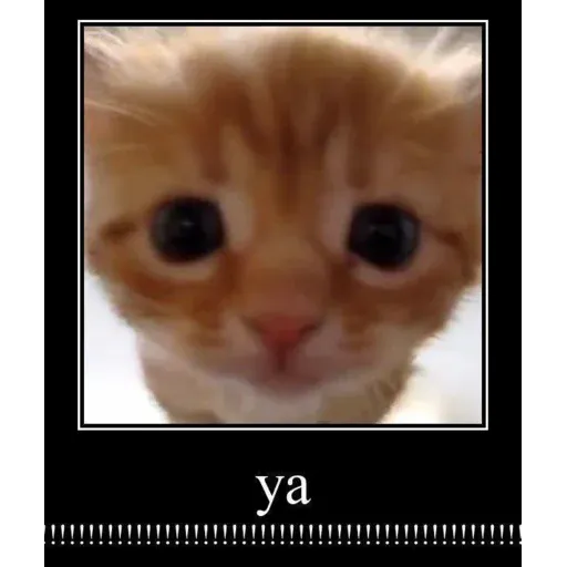 funne cat 2 - Sticker 9