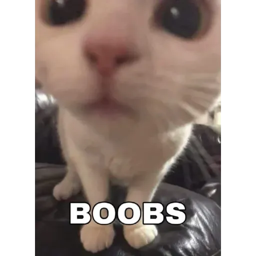 funne cat 2 - Sticker 28