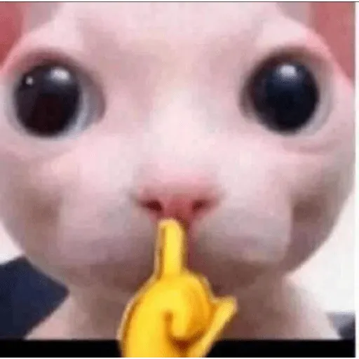 funne cat 2 - Sticker 12