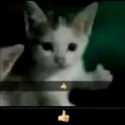 funne cat 2 - Sticker 14