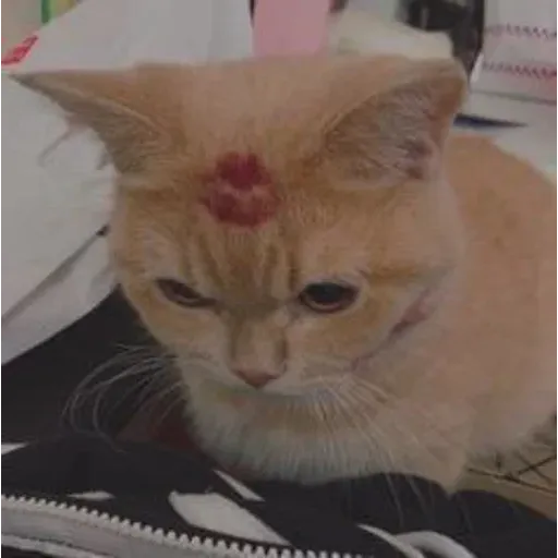 funne cat 2 - Sticker 19