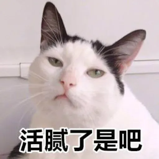 🐱 - Sticker 10