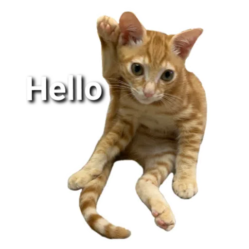 Catssss on board - Sticker 15
