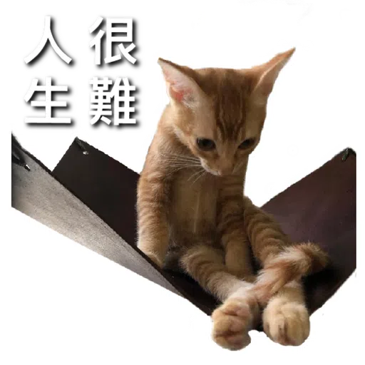 Catssss on board - Sticker 14