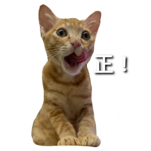 Catssss on board - Sticker 12