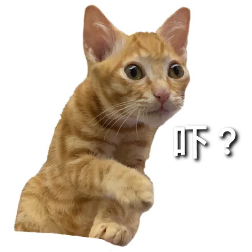Catssss on board - Sticker 10