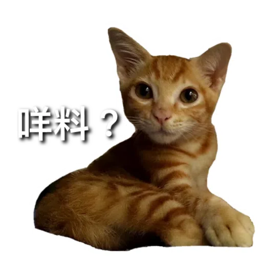 Catssss on board - Sticker 13