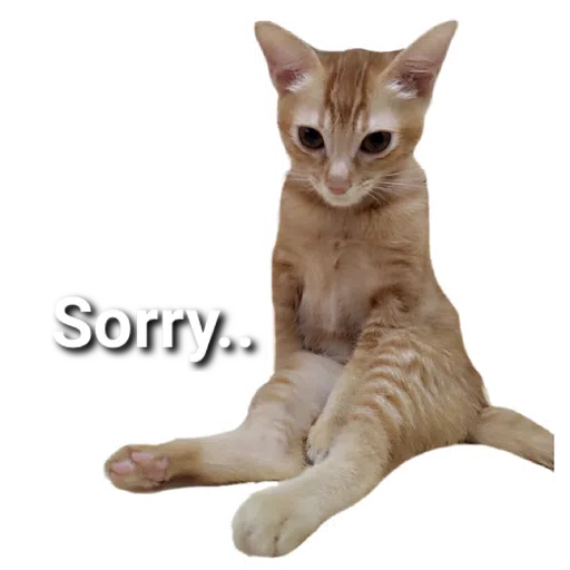 Catssss on board - Sticker 11