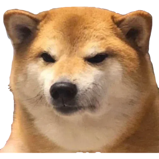 doge 4 - Sticker 29