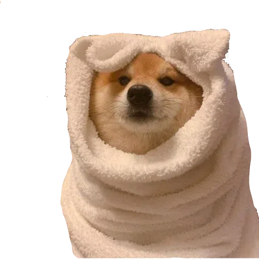 doge 4 - Sticker 25