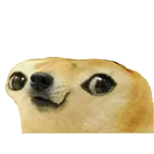 doge 4 - Sticker 20