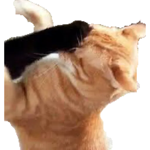 Cat friends - Sticker 15