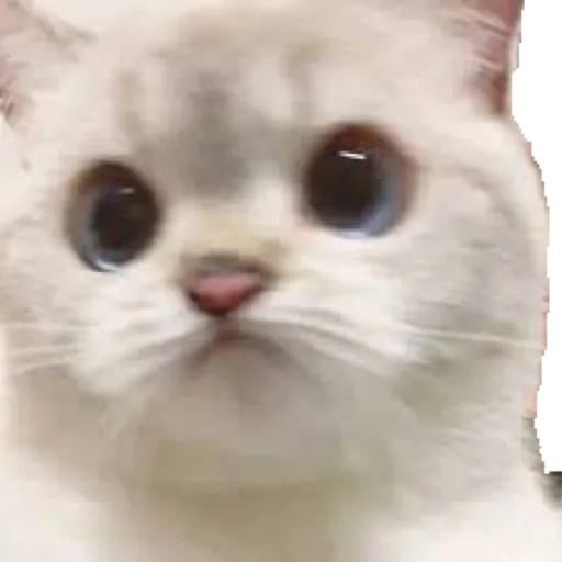 Cat friends - Sticker 14