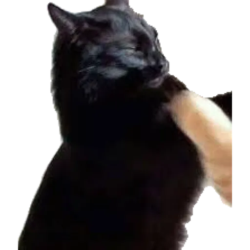 Cat friends - Sticker 16