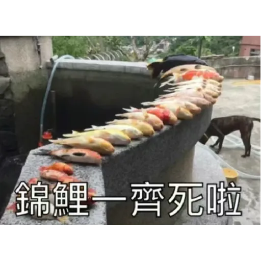 錦鯉 - Sticker 28
